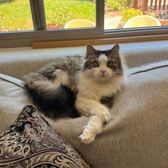 Meet your Posher, Debra - Picture 1 of 1